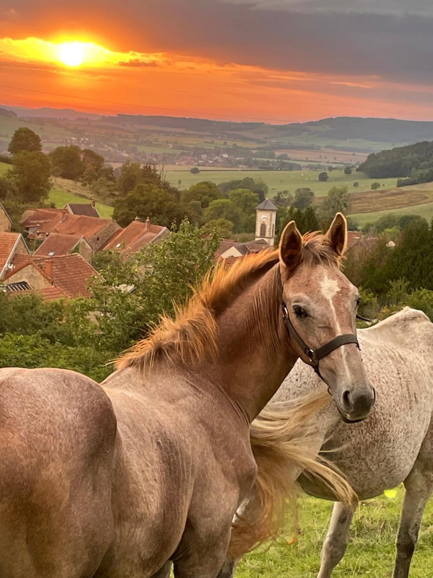 La Petite Maison Dans La Campagne Massingy-les-Vitteaux Exterior foto