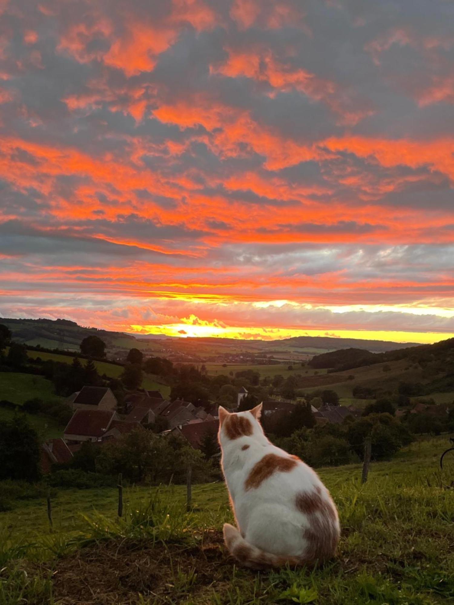 La Petite Maison Dans La Campagne Massingy-les-Vitteaux Exterior foto